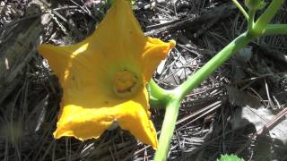 Pollinating Pumpkins