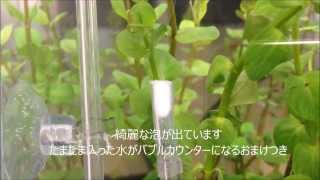 メラミンスポンジを使った自作Co2拡散器