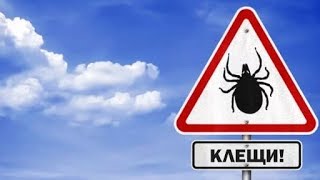 Клещи зимой! Из-за аномально теплой погоды проснулись клещи