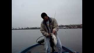 14 lb Big Trophy Bass