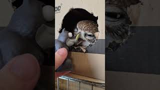 Злая маленькая сова и серый удивлённый волк