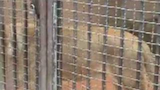 Lahore Zoo lion