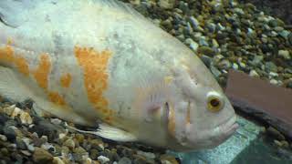 Коллекция Рыбок в Новосибирском Зоопарке//Fish Collection in the Novosibirsk Zoo
