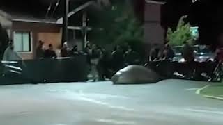 В Чили спасли заблудившегося на улицах морского слона