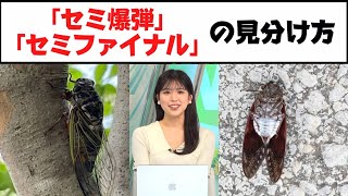 地面にひっくり返ったセミ セミ爆弾の見分け方