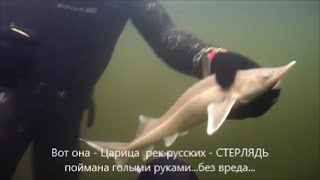 Ледяная подводная охота. Стерлядь и осётр. Ice spearfishing.Volga.