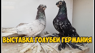 ВЫСТАВКА ГОЛУБЕИ ГЕРМАНИЯ 2016 | ГОЛУБИ ГЕРМАНИИ | Pigeons | doves | dove