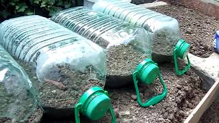 Mini invernadero para almazigos de vegetales//la huerta de maycol en casa//