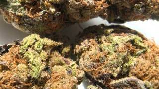 Lab's Dope Beats #1