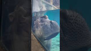 Hippo Snores - Cincinnati Zoo #shorts