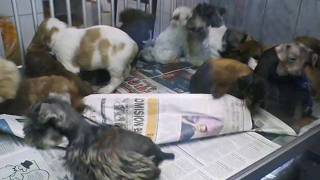 Comercialización de Cachorros en el centro de Lima