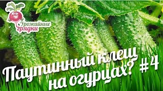 Как избавиться от паутинного клеща на огурцах? #4