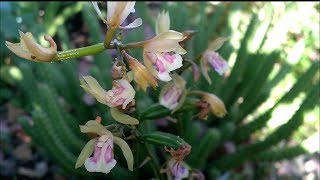 Дикая Орхидея Змейка/Wild Terrestrial Orchid Oeceoclades Maculata. Цветение и уход. Доминикана.