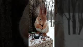 Погладил пузико незнакомой белке / Stroked the belly of an unfamiliar squirrel
