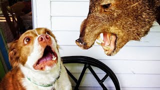 Funny Cats ???? And Dogs ???? Videos - Try Not To Laugh Challange!