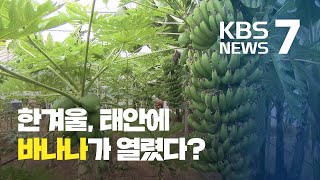 따뜻한 겨울…충청에서도 열대작물 ‘쑥쑥’ / KBS뉴스(News)