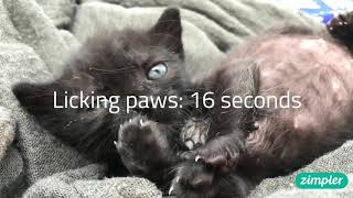 Licking paws