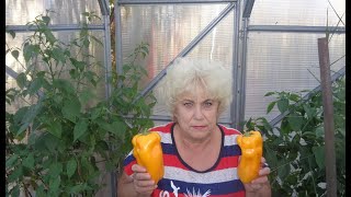 САМЫЙ КРУПНЫЙ СЛАДКИЙ ПЕРЕЦ ОРАНЖЕВЫЙ БЫК! 