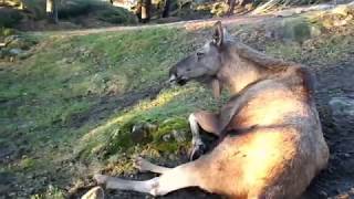 ШВЕЦИЯ Гётеборг Slottsskogsparken SWEDEN Gotheburg