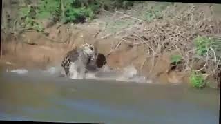 Подводная охота ягуара