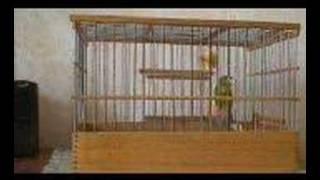 russian canary Amazing