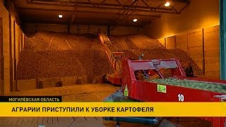 Рекорды по урожайности картофеля бьёт Шкловский район