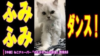 ねこが、深夜なのに、ふみふみダンスをしつこくしたー笑