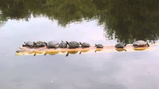 NC Aquarium Fort Fisher:  Turtles Rock The Logbah