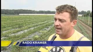 Kam z zelenjavo?