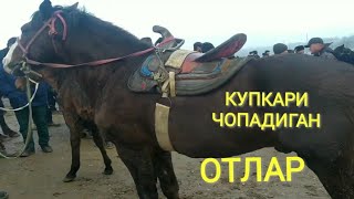 ОТ БОЗОРИ ТАЛАБЛАРГА БИНОАН ! ФАКАТ ОТЛАР НАРХИ .ЯНГИ НАРХЛАР.ЧИРОКЧИ ОТ БОЗОРИ, CHIROQCHI OT BOZOR.