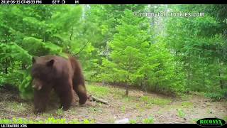 Black Bear Pairs (Ursus americana) during Mating Season (6/15-6/21/18)