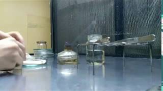 Микроклональное размножение (культура in vitro)