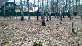 Стая уличных котов против собаки..a pack of street cats against Rottweiler