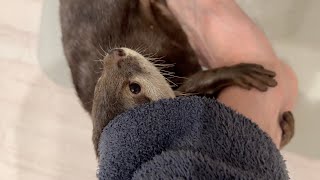 飼い主にしがみついた結果、飼い主が歩いても離さずくっついてくるカワウソ Otter that clings and won't let go