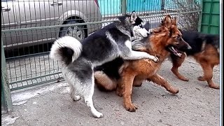 АГРЕССИЯ СОБАК. Aggression dogs. КОРРЕКЦИЯ Поведения Немецкой Овчарки. Одесса.