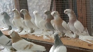 Узбекские голуби / Uzbekistan tauben ( Alexander Zickert , Sassenburg, Германия )