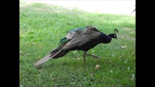 Parco Villa Annoni Cuggiono
