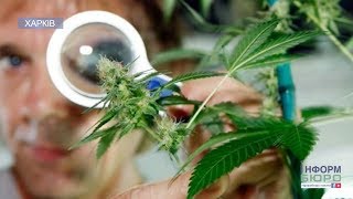 Легалізація марихуани: за чи проти? Харків’яни висловили свою думку