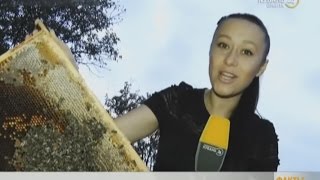 Кочевое пчеловодство.