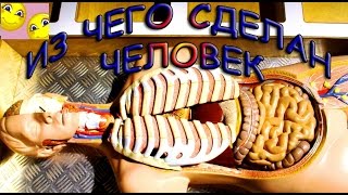 КАК УСТРОЕН ЧЕЛОВЕК ИЗНУТРИ?! Разбираем и собираем макет внутренностей человека!