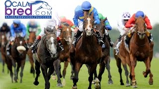 Owning a racehorse is exciting, easy and full of adventure