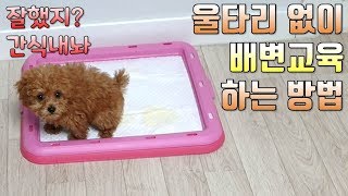 울타리 없이 강아지 배변훈련 하는 방법