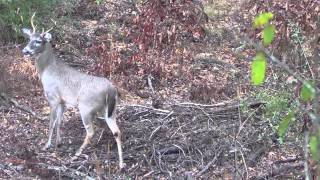 Whitetail Rut Kicking Off In Caryville, FL..... Part 1