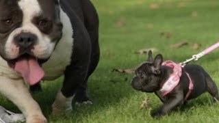 Top 10 Mistakes New Dog Owners Make
