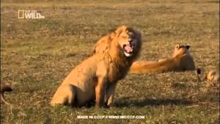 Lion's  crazy  smiles