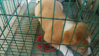 KUCING JUTEK, TIDAK MAU BERTEMAN DENGAN ANAK ANJING