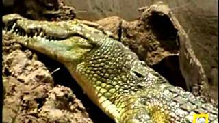 Animal Fortress - Red Crocs vs Blue Animals