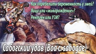 Беременность у змей и первое в стране разведение сабогского удава