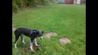 2 Hunde an der Leine und Filmen geht garnicht