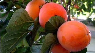 ХУРМОНИНГ ШИФОБАХШ ХУСУСИЯТЛАРИ